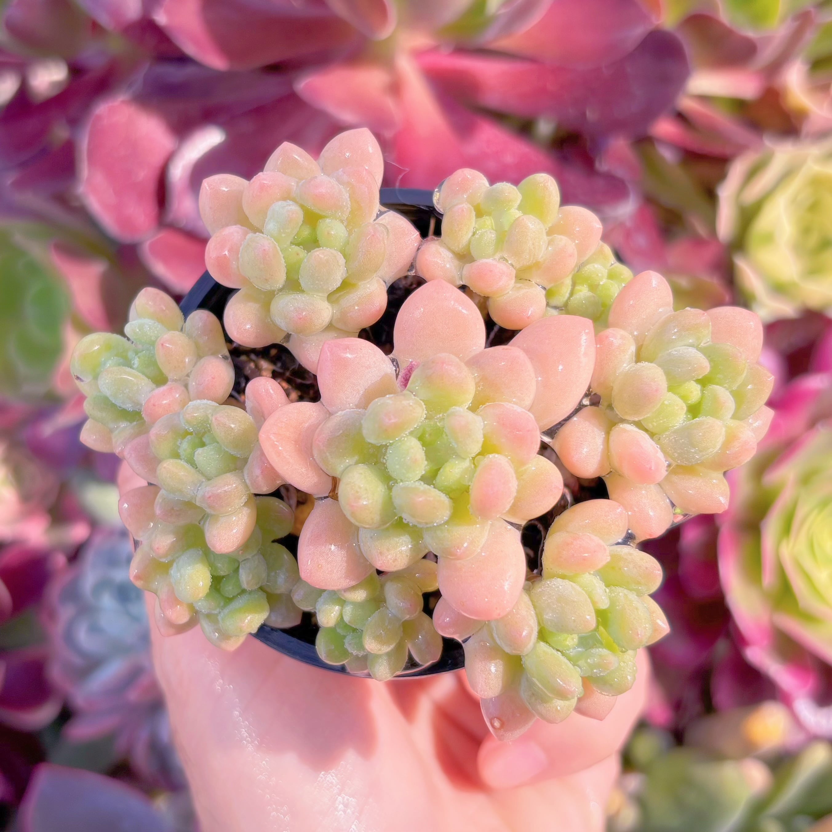 現品　Daphne x ロココ#692　るる農園