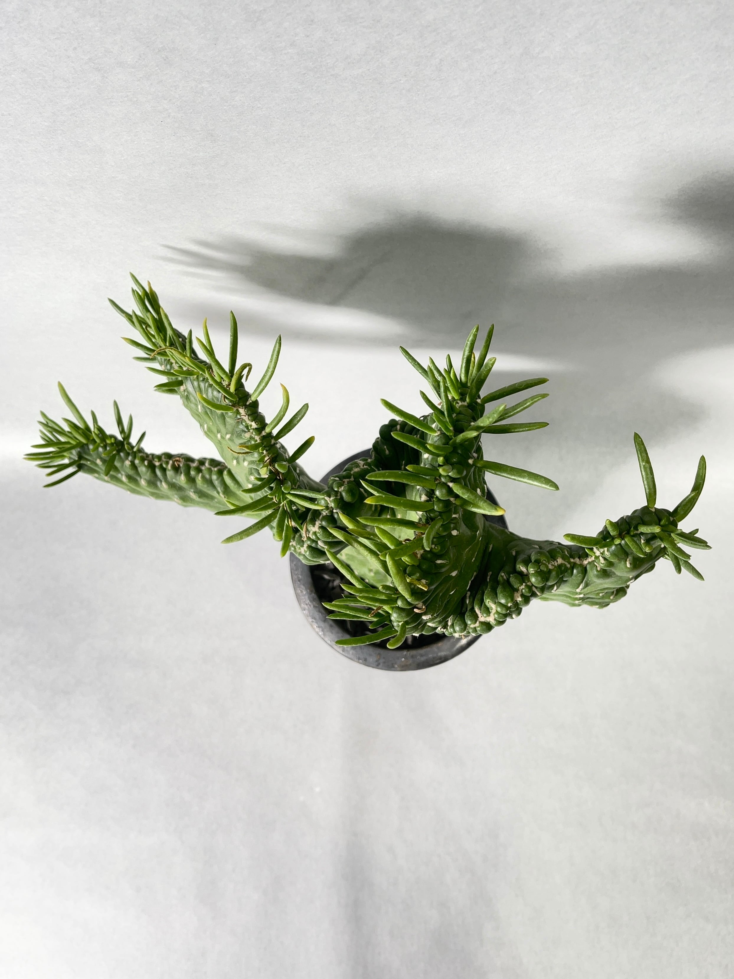 アウストロキリンドロプンチア・将軍綴化 | trigger