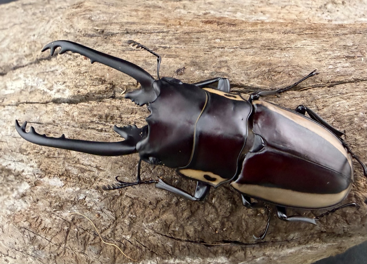 【WF3】《ビソンノコギリ ニューギニア亜種 68mm ペア》