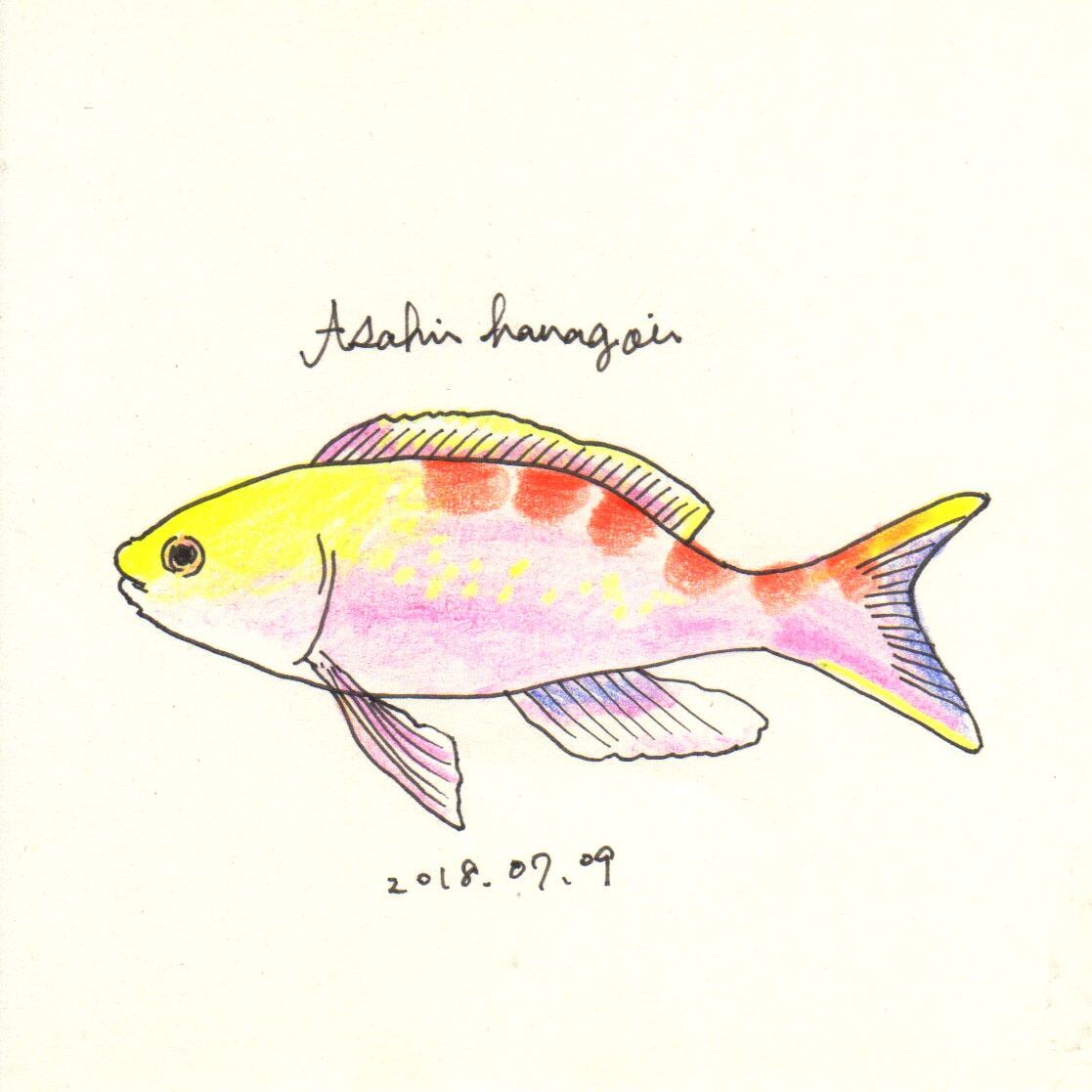 透明魚ステッカー<アサヒハナゴイ> UKIUKIIKUIKU