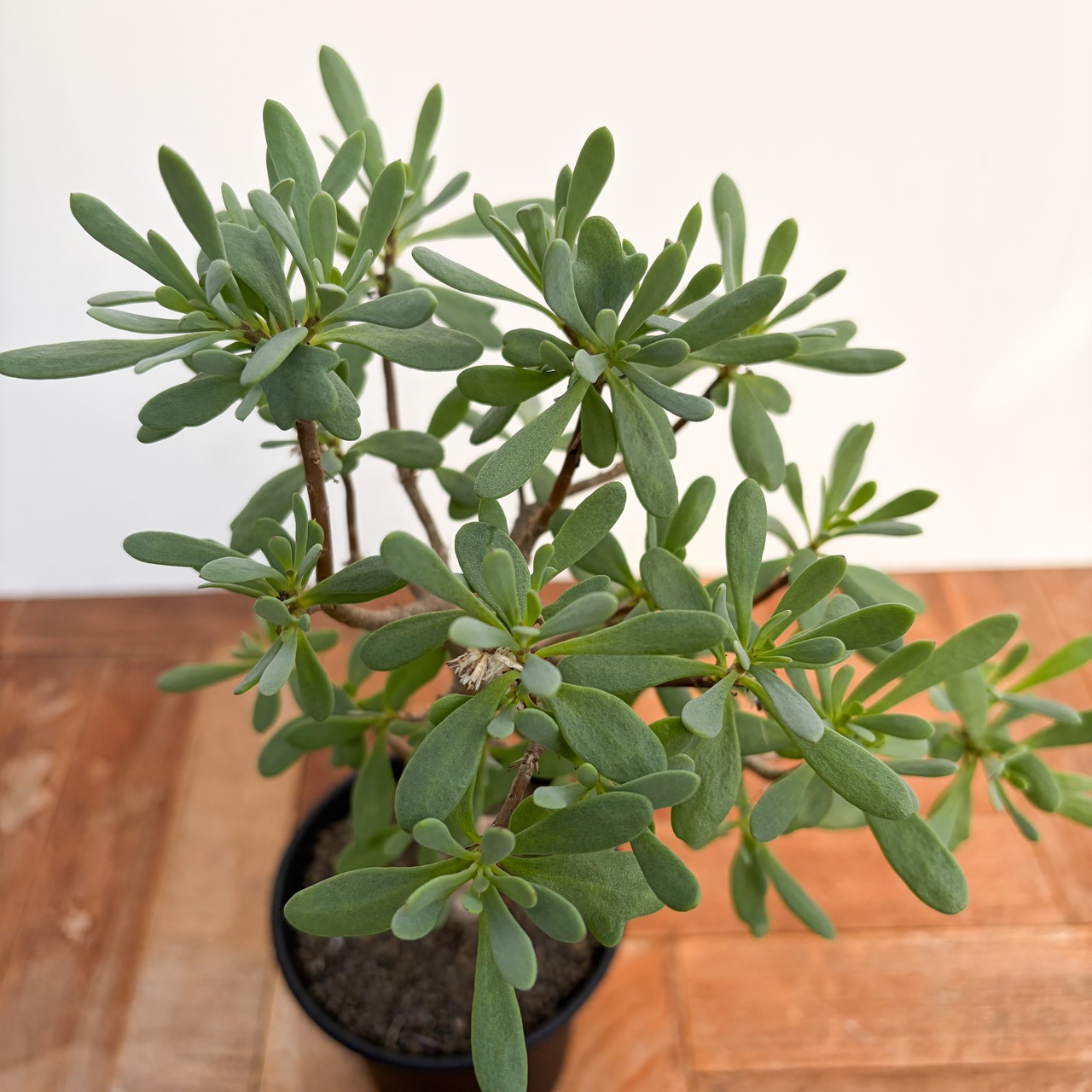 Othonna arbuscula【オトンナ・アルブスクラ・実生】