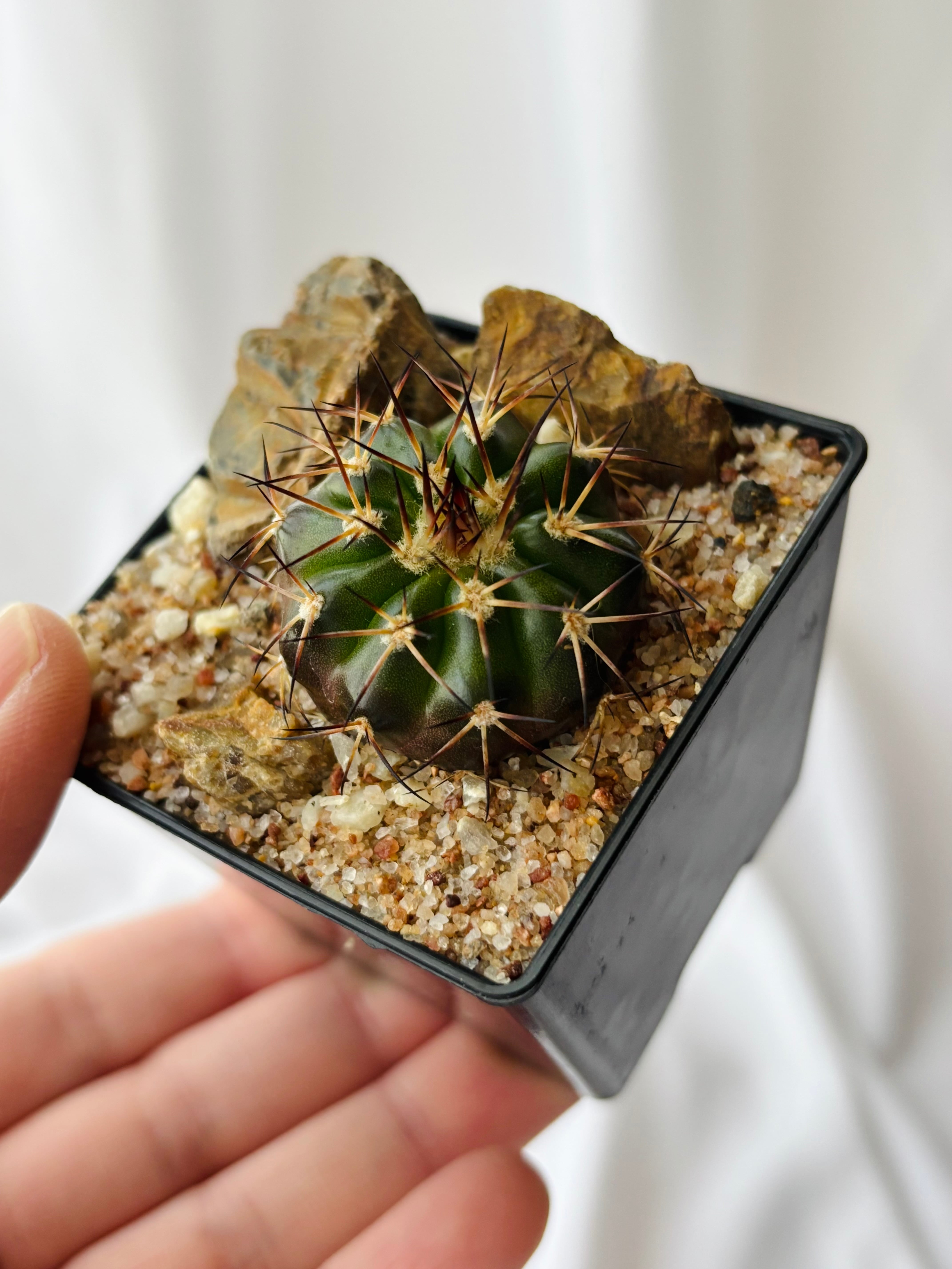 Discocactus gigantea ディスコカクタス ギガンティア サボテン