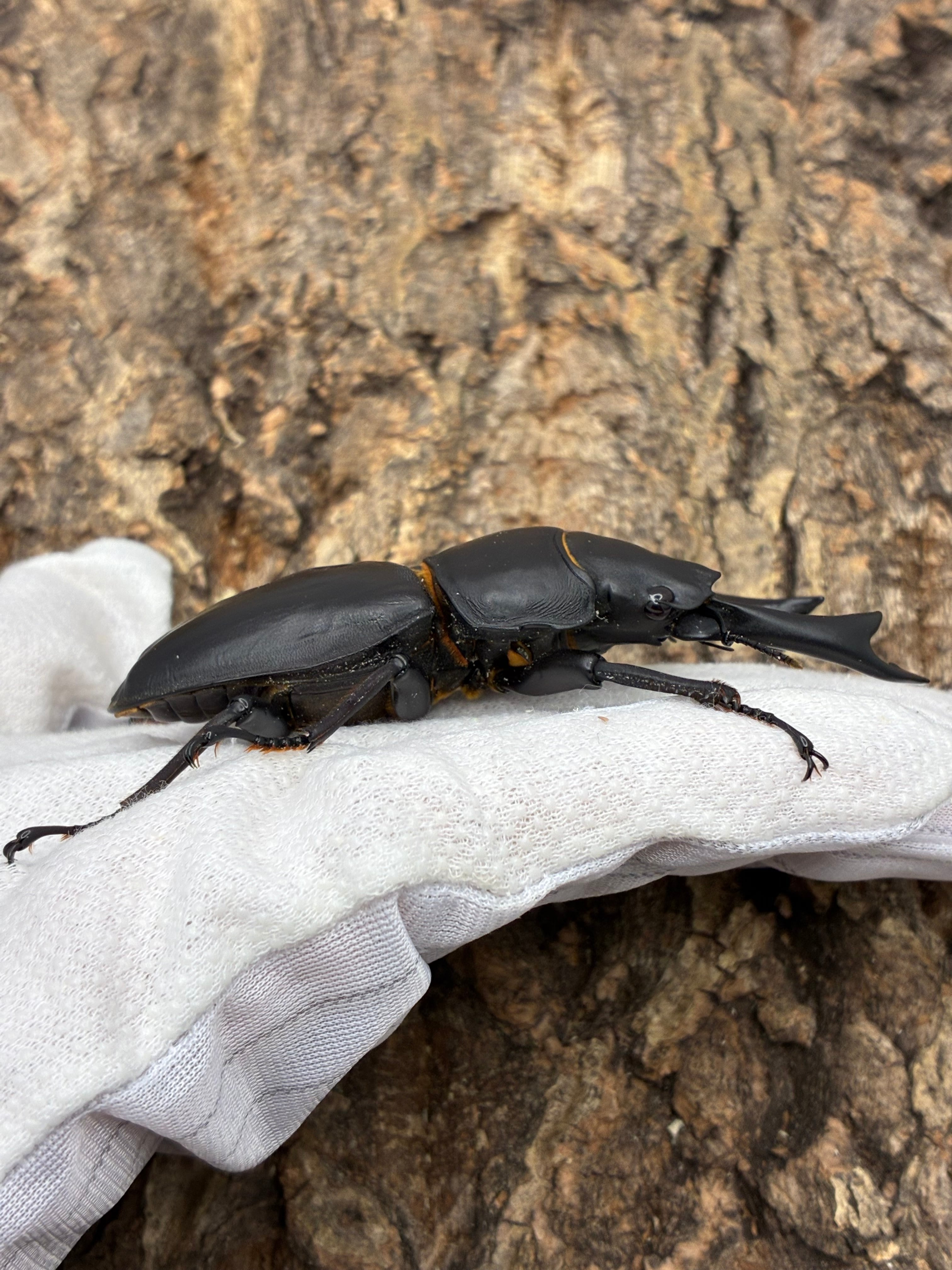 88.5㎜ 能勢YG血統 オオクワガタオス単 | Pay ID