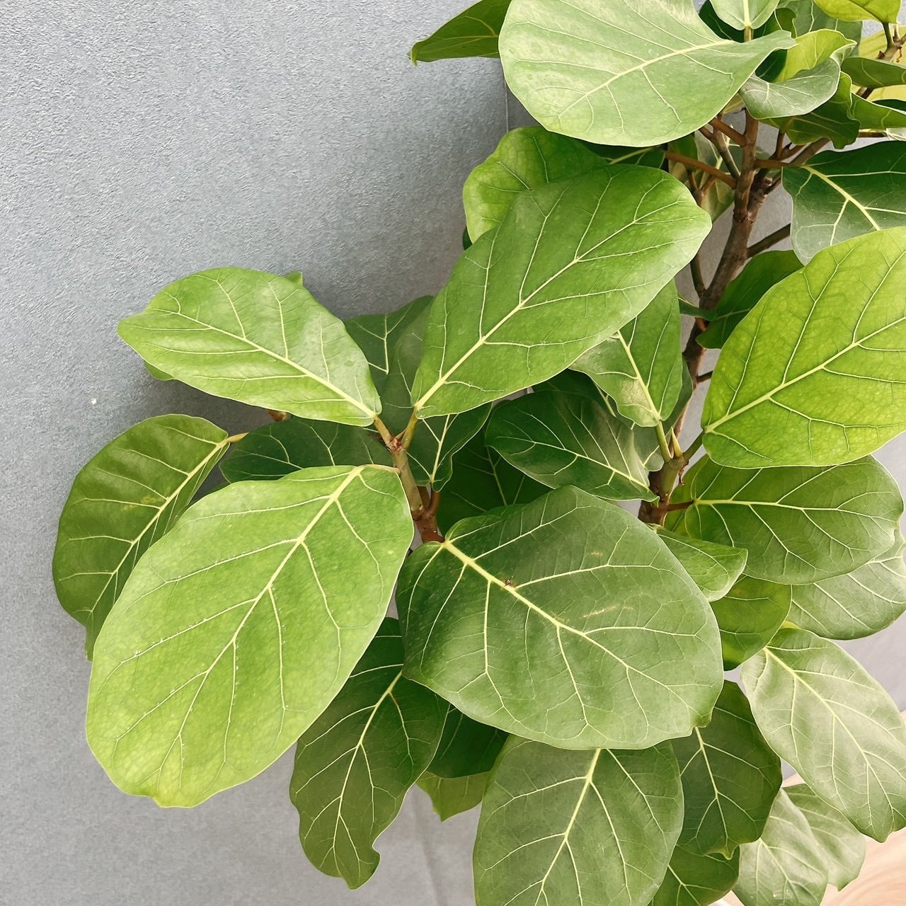 現品］【希少】44番 フィカス アフリカンプリンス 8号 観葉植物 室内