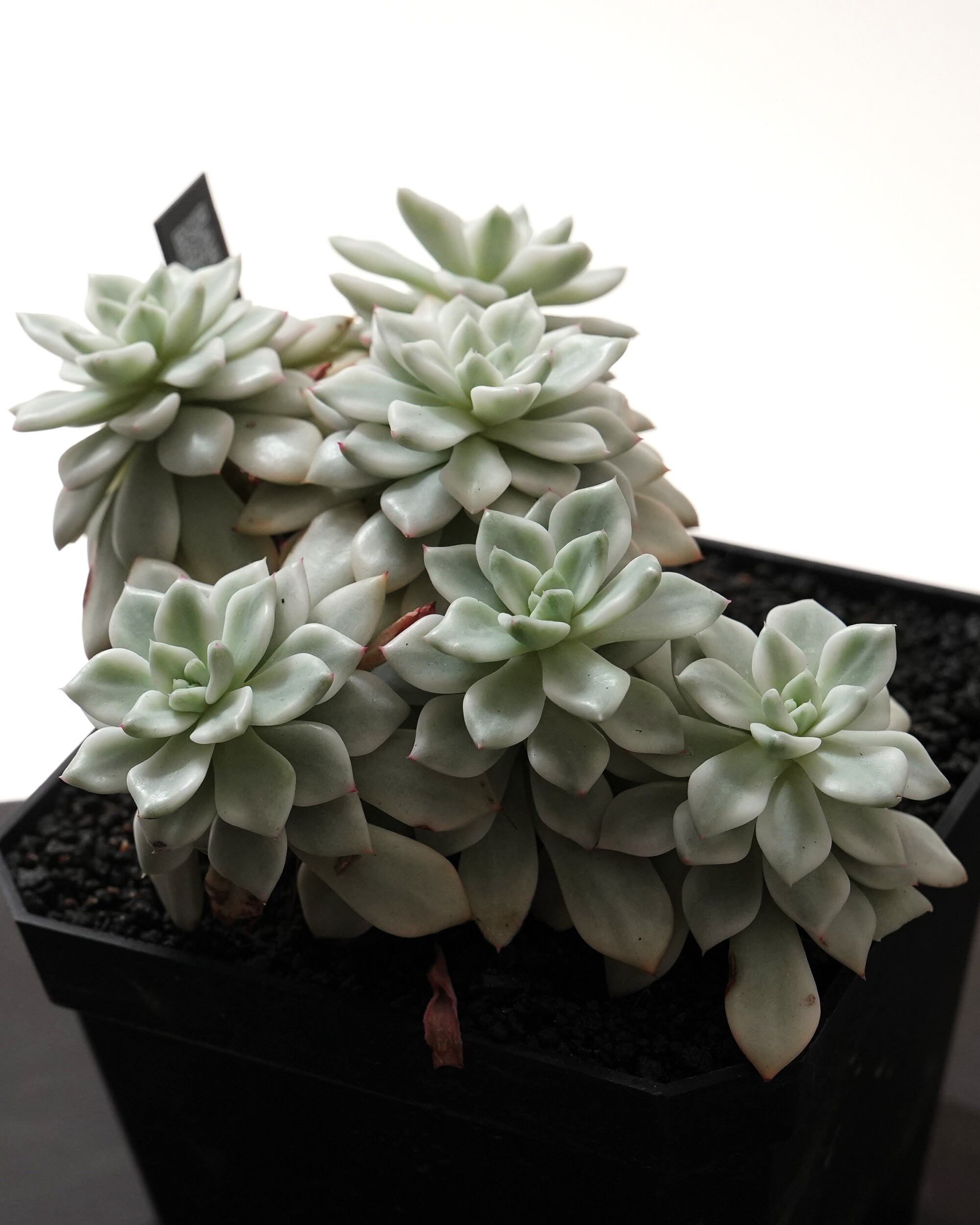エンパス錦　Echeveria empas variegated PREMIUM】見本株 ファントム錦 Echeveria 'Phantom Variegated