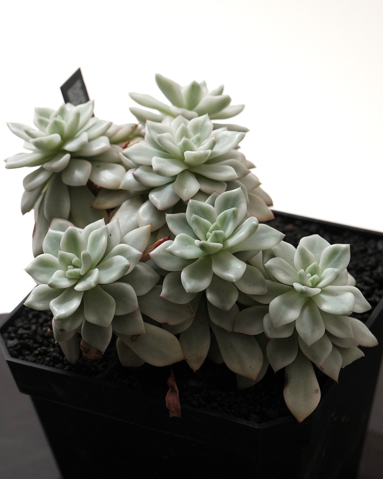 【PREMIUM】見本株 ファントム錦 Echeveria 'Phantom Variegated'