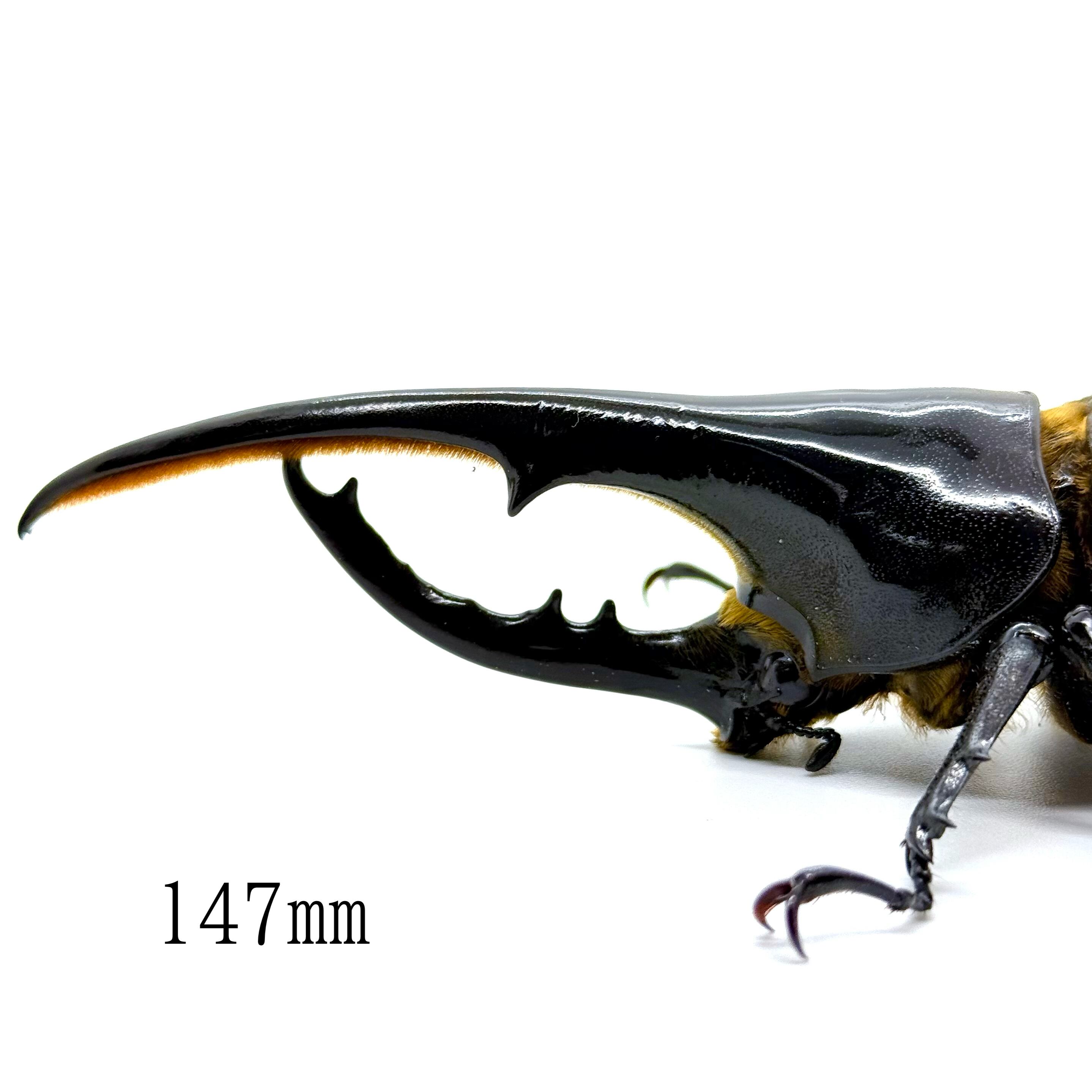 147㎜ / 成虫 / オス / ヘラクレスオオカブト