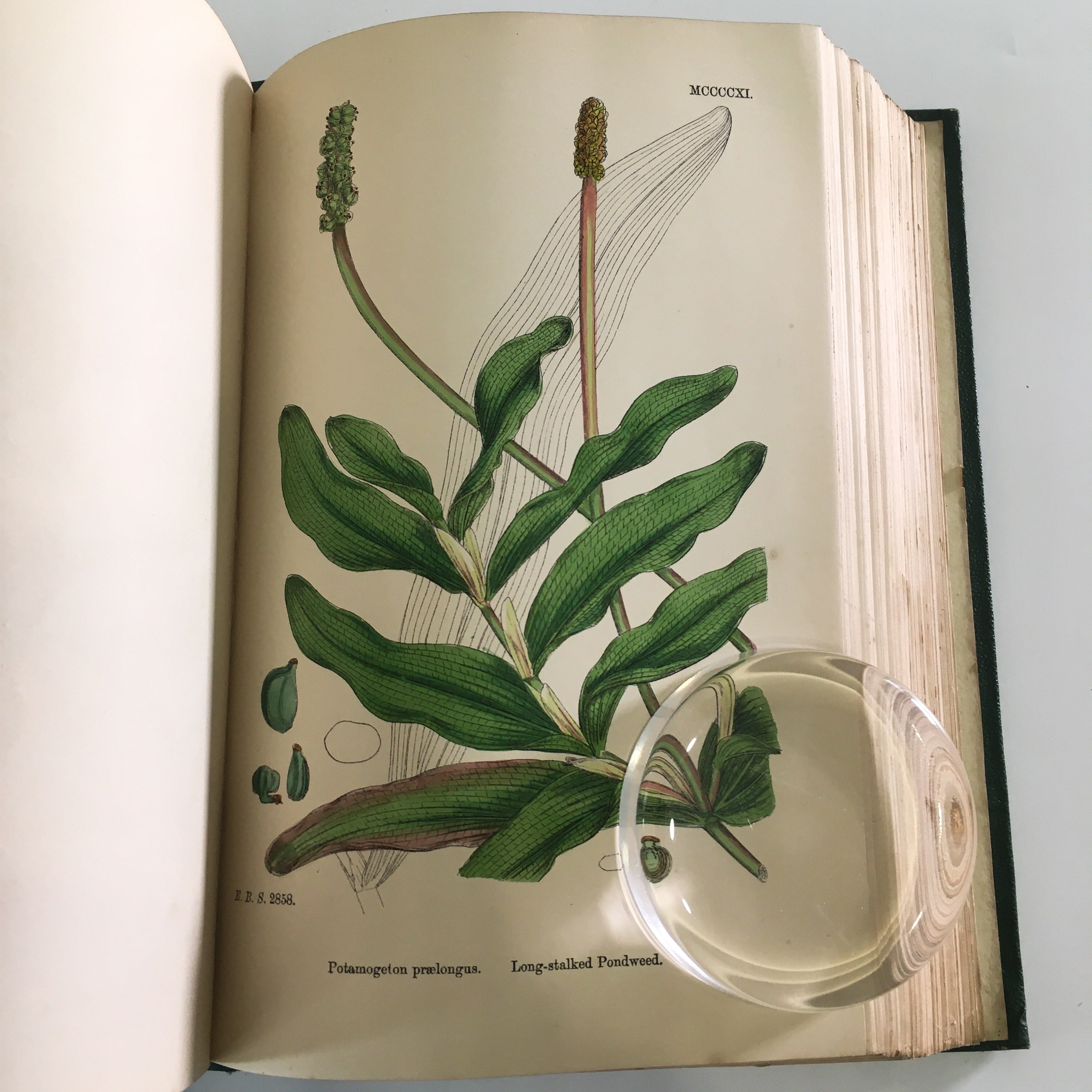植物図鑑 植物画 Sowerby ENGLISH BOTANY イギリス 英国 植物図鑑 vol 