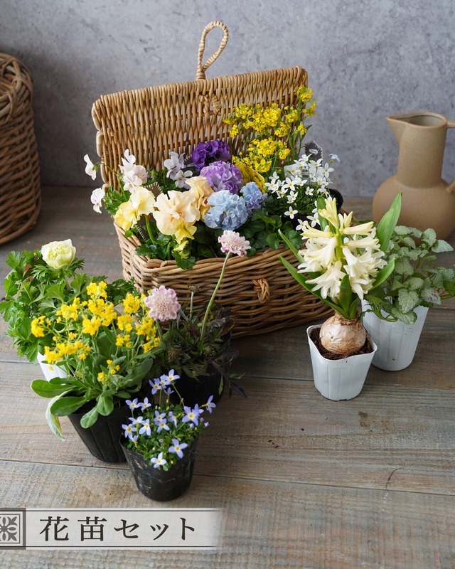 【セット販売】　ちょっと気が早い春色のミニ花苗セット　【花苗セット】