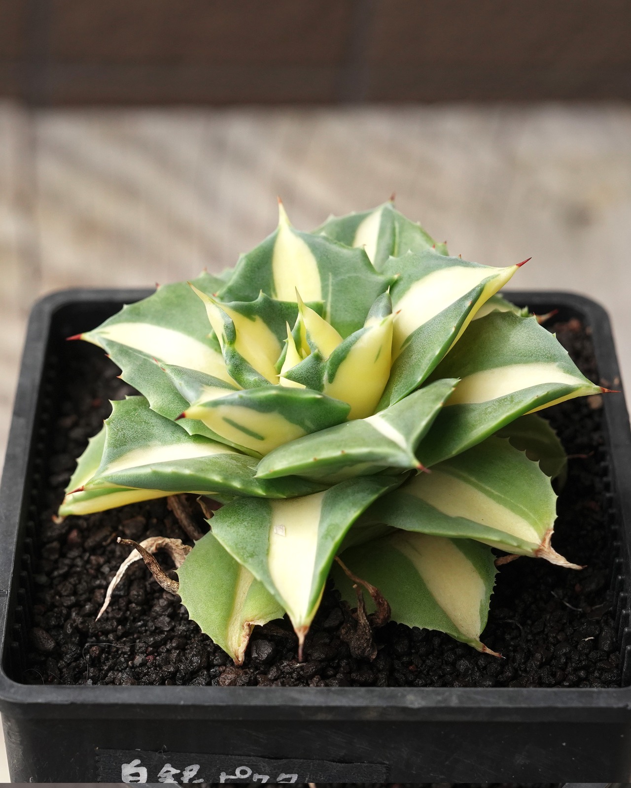 抜き苗 王妃雷神白中斑 Agave potatorum 'Ouhi Raijin Nisiki'