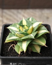 抜き苗 王妃雷神白中斑 Agave potatorum 'Ouhi Raijin Nisiki'
