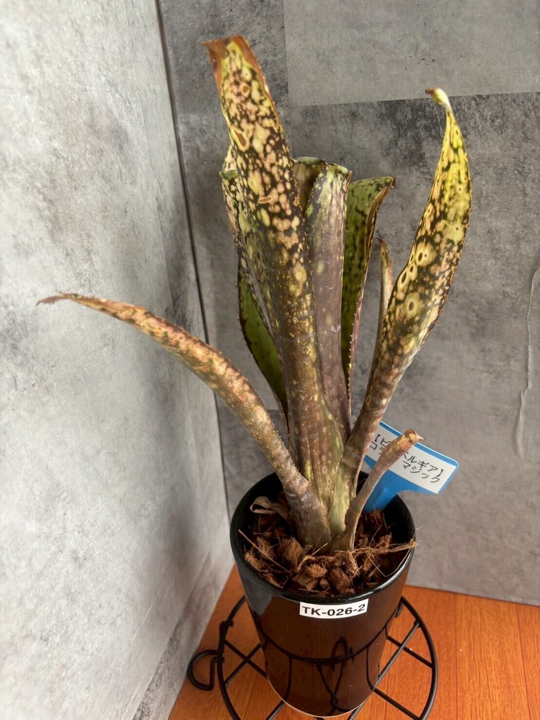 TK-024】Billbergia Vittata Domingos Martins（ビルベルギア