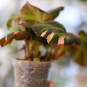 Begonia soli mutata Variegated / ベゴニア ソリムタータ バリエガータ ピンク