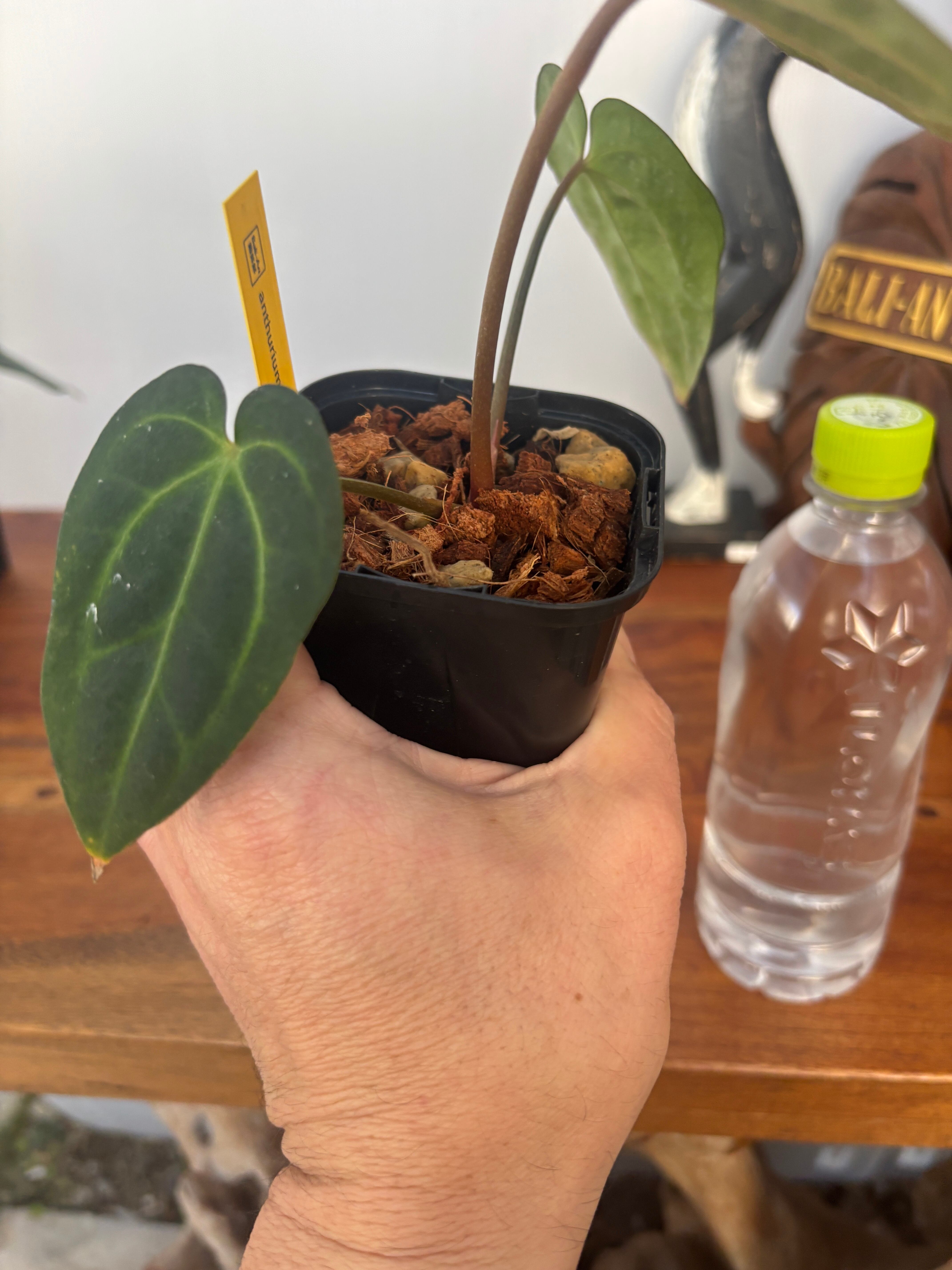 アンスリウム カーラブラッキアエ | BA PLants