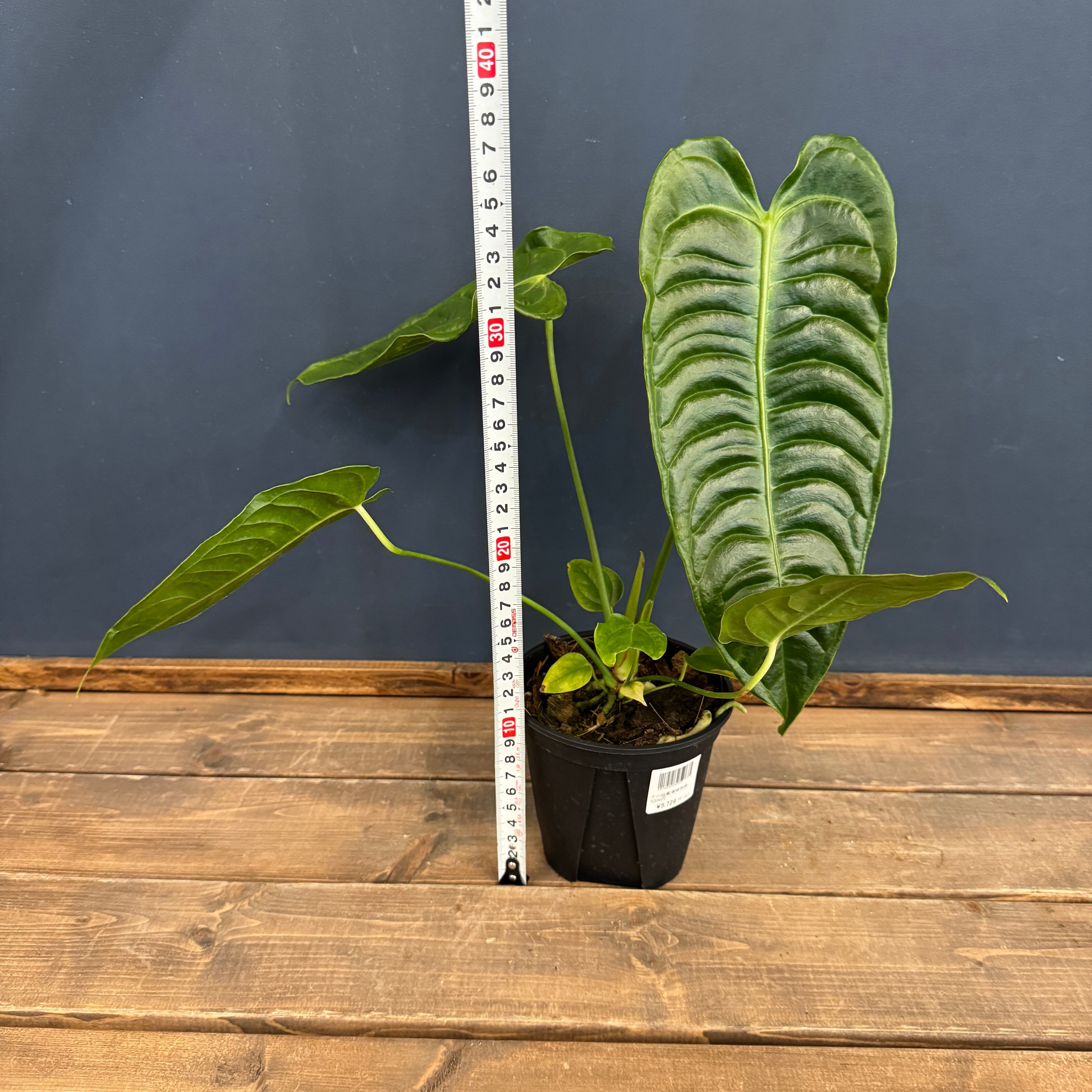 アンスリウム ベイチー【792】 | PROTOLEAF プロトリーフ