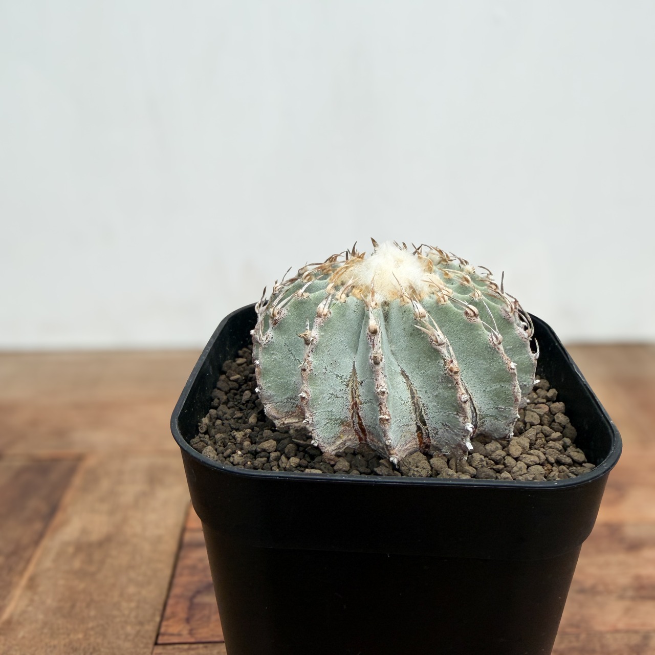 Geohintonia mexicana【ゲオヒントニア・メキシカーナ】