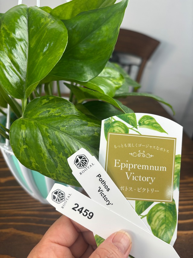 ★2459【美しくゴージャスな迷彩ポトス】ポトス　ビクトリー（5号吊り鉢）
