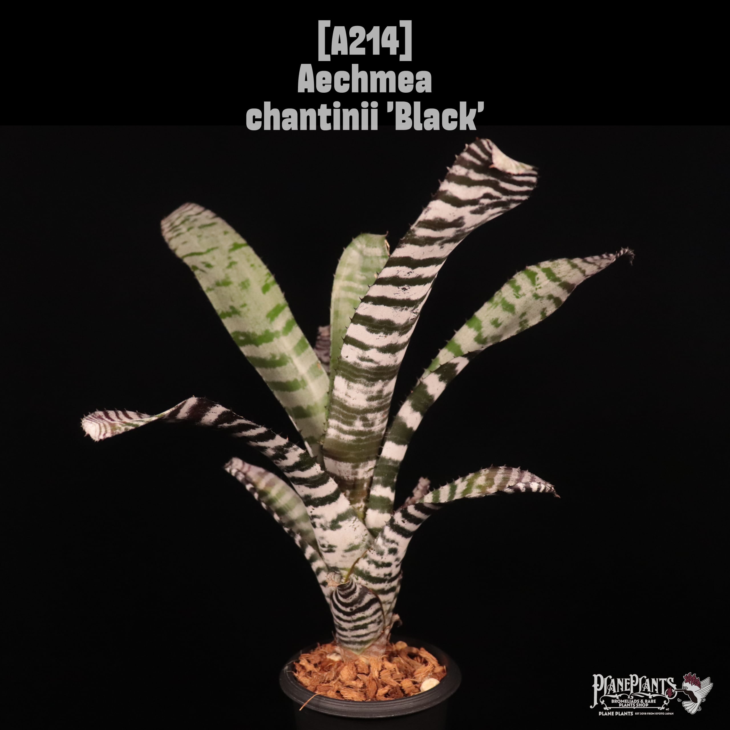 Aechmea chantinii 'Black'〔エクメア〕A214