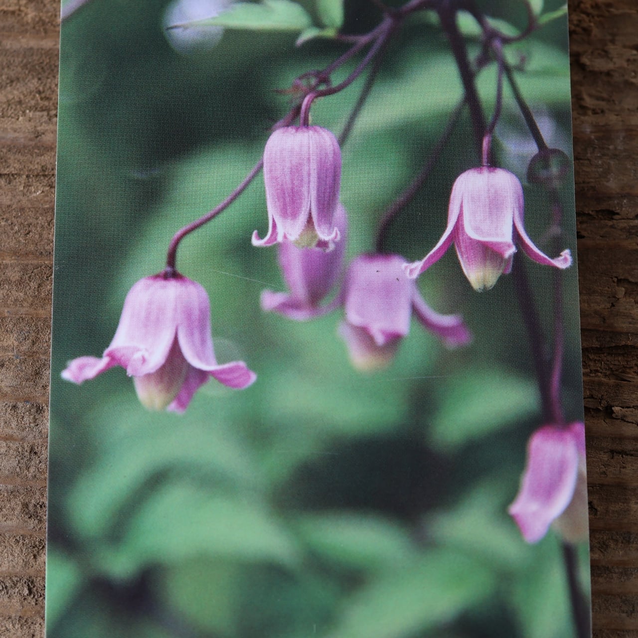 412 山の風にゆれる、静けさの花『クレマチス タカネハンショウヅル