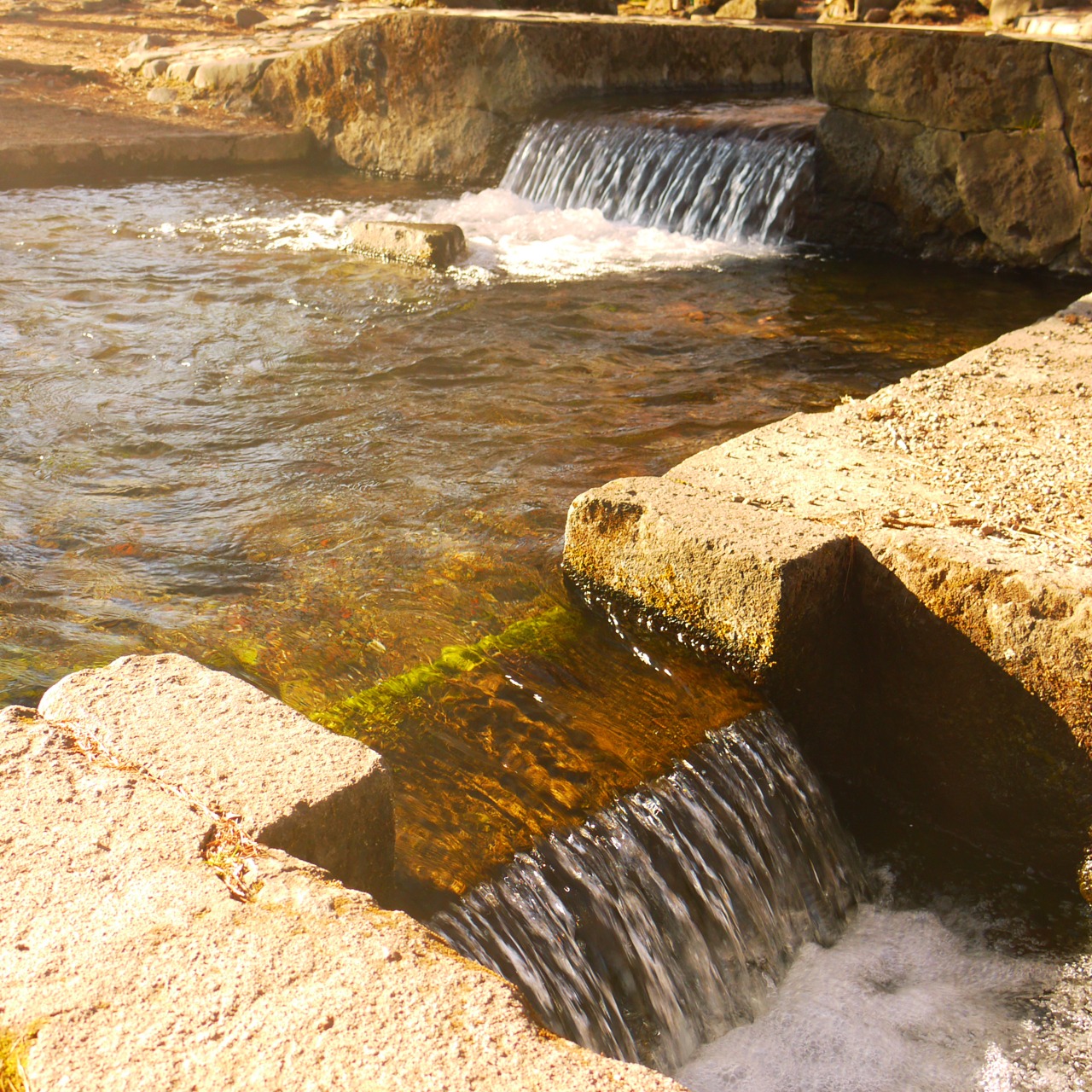【令和7年産・新米】特別優秀賞受賞！【農林48号】白米・4kg　特別栽培米　こぴっと米