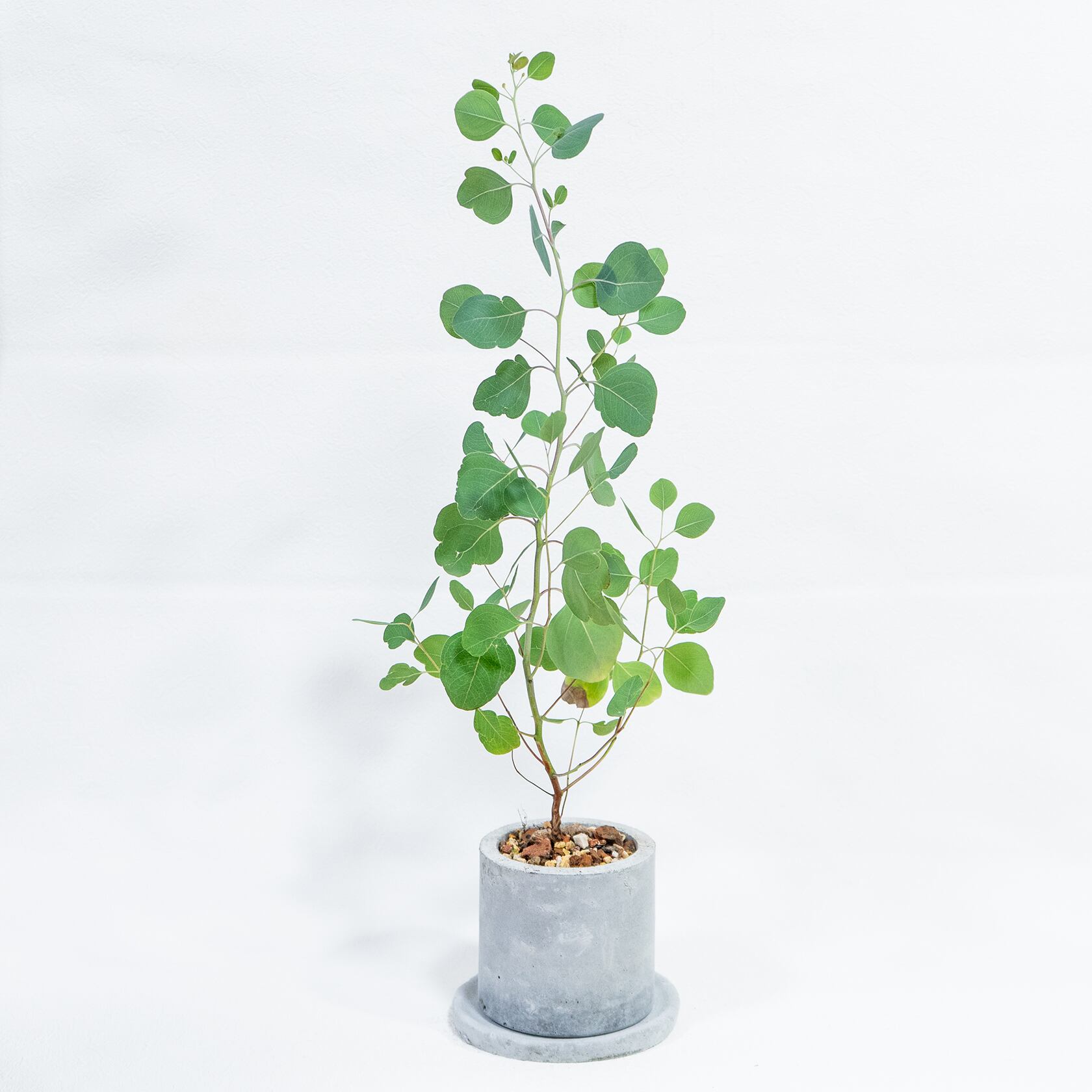 ユーカリ・ポリアンセモス 軽やかな葉姿と無機質な鉢の対比が美しい観葉植物