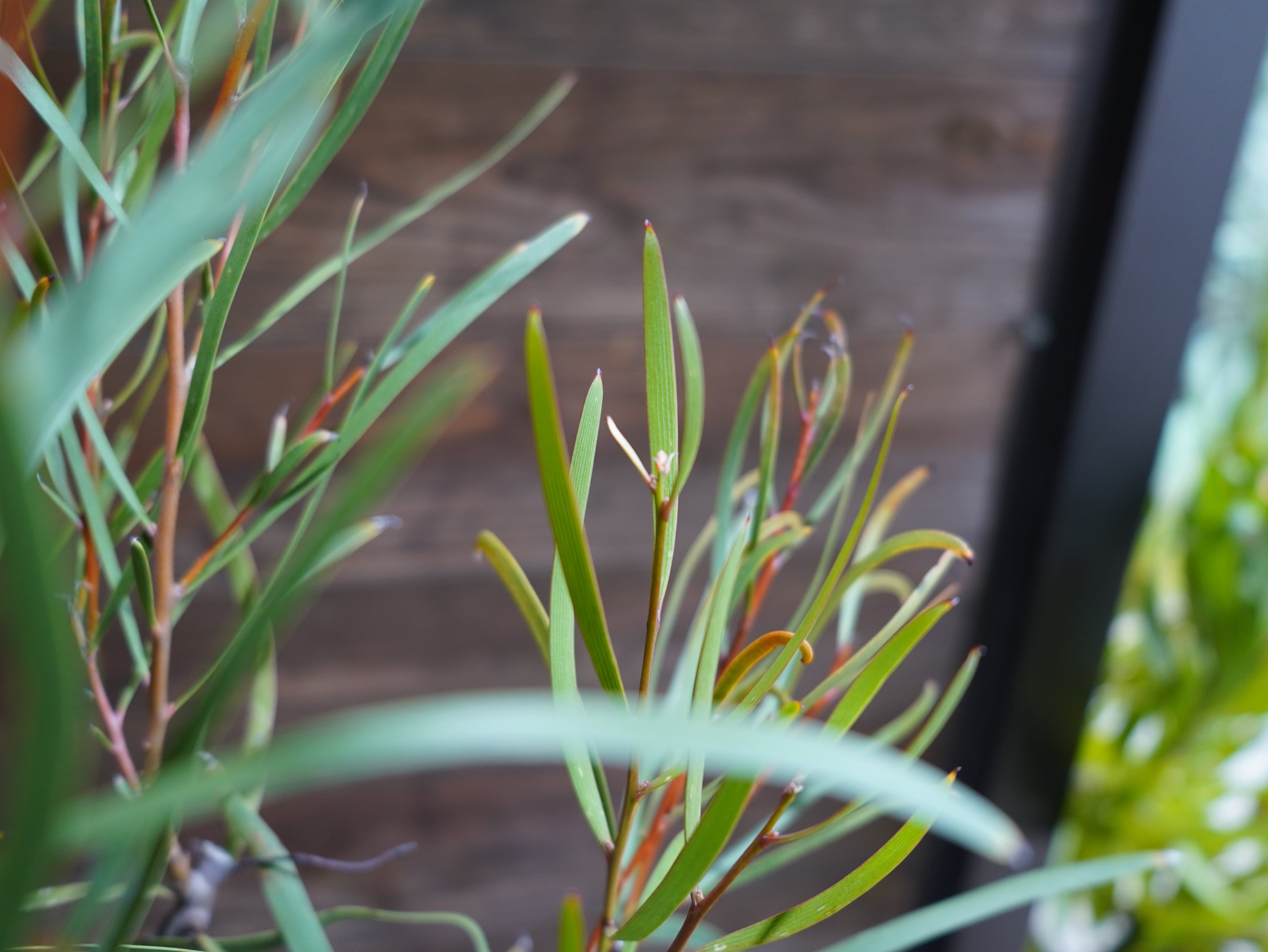 【現物】ハケア　”マルチリネアータ”