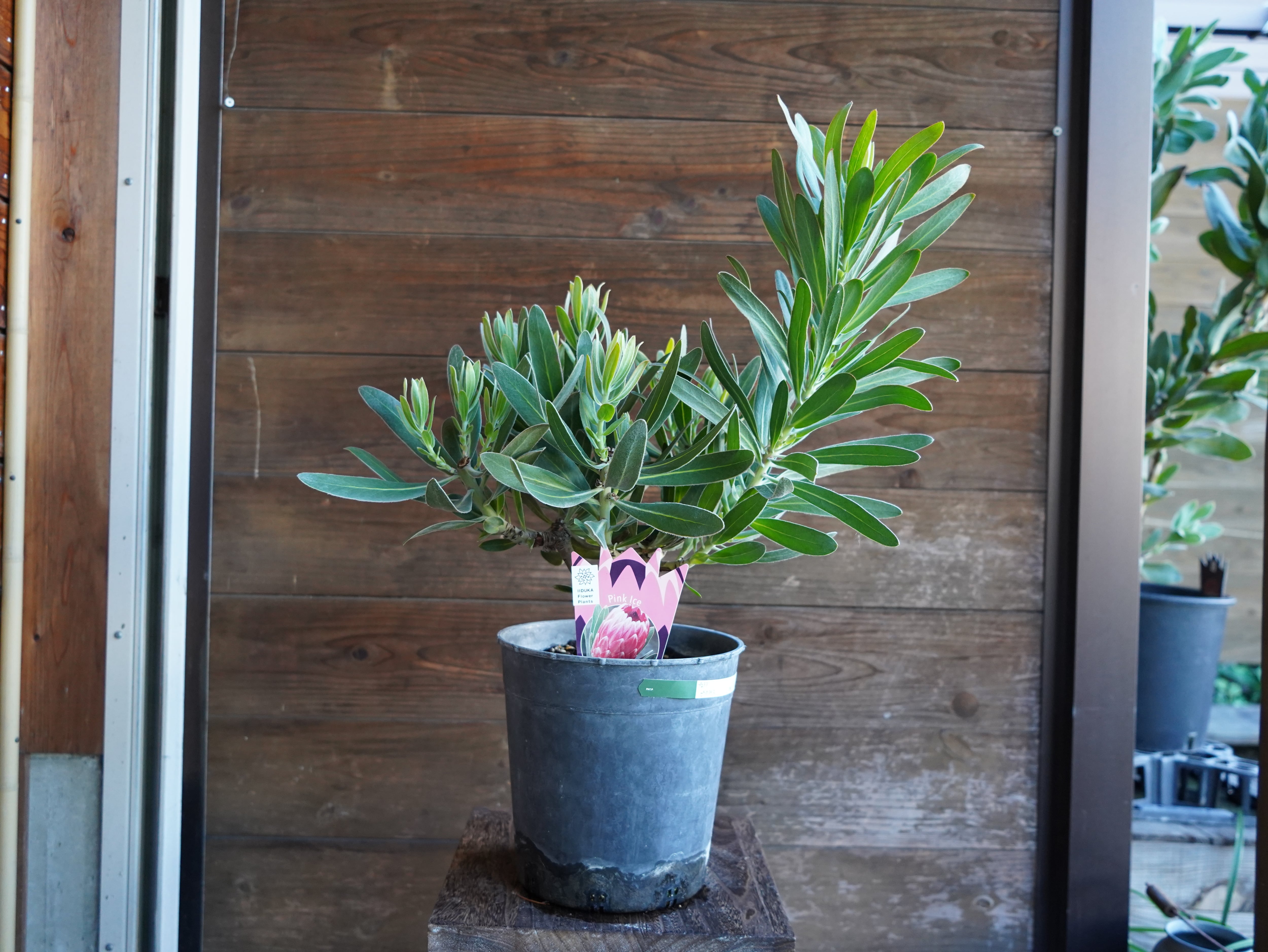 【現物】プロテア　”ピンクアイス”