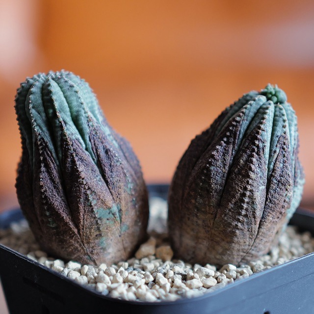 木質化 美模様 ダブルヘッド オベサ /  ユーフォルビア