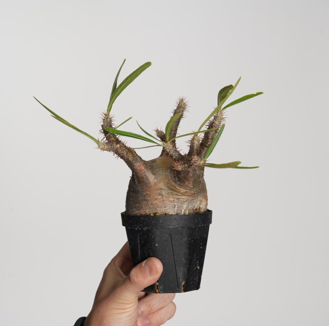 パキポディウム グラキリス no.12〈発根済み〉