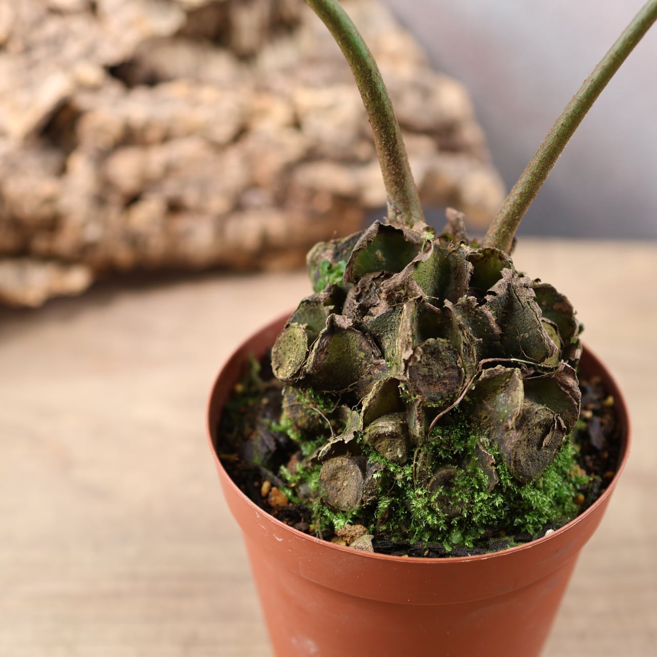 659『リュウビンタイ』 観葉植物【送料無料】 | MARX PLANTS | 観葉
