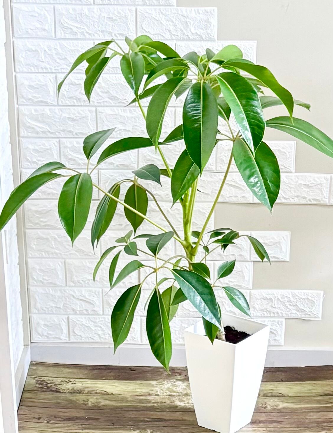 現品　シェフレラ　ツピタンサス　曲がり　観葉植物　インテリアグリーン 現品】ツピタンサス シェフレラ・ピュックレリ 7号鉢 観葉植物 | 観葉