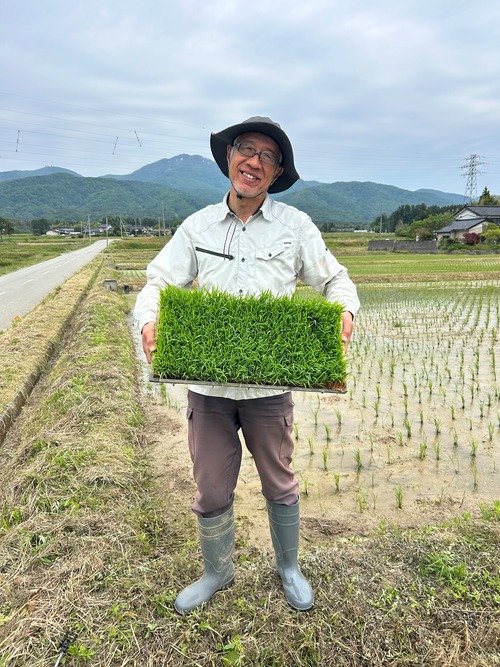 令和8年佐渡産コシヒカリ　10㎏・画像5