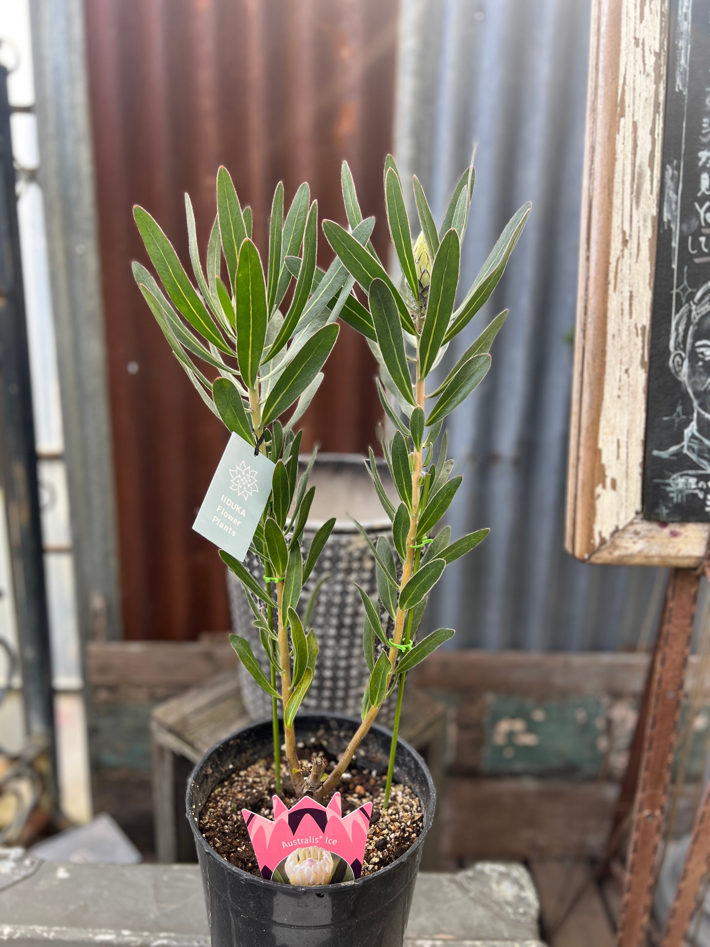 プロテア　オーストラリスアイス　5号（バンクシア、グレビレア、リューカデンドロン プロテア オーストラリスアイス 5号（バンクシア、グレビレア