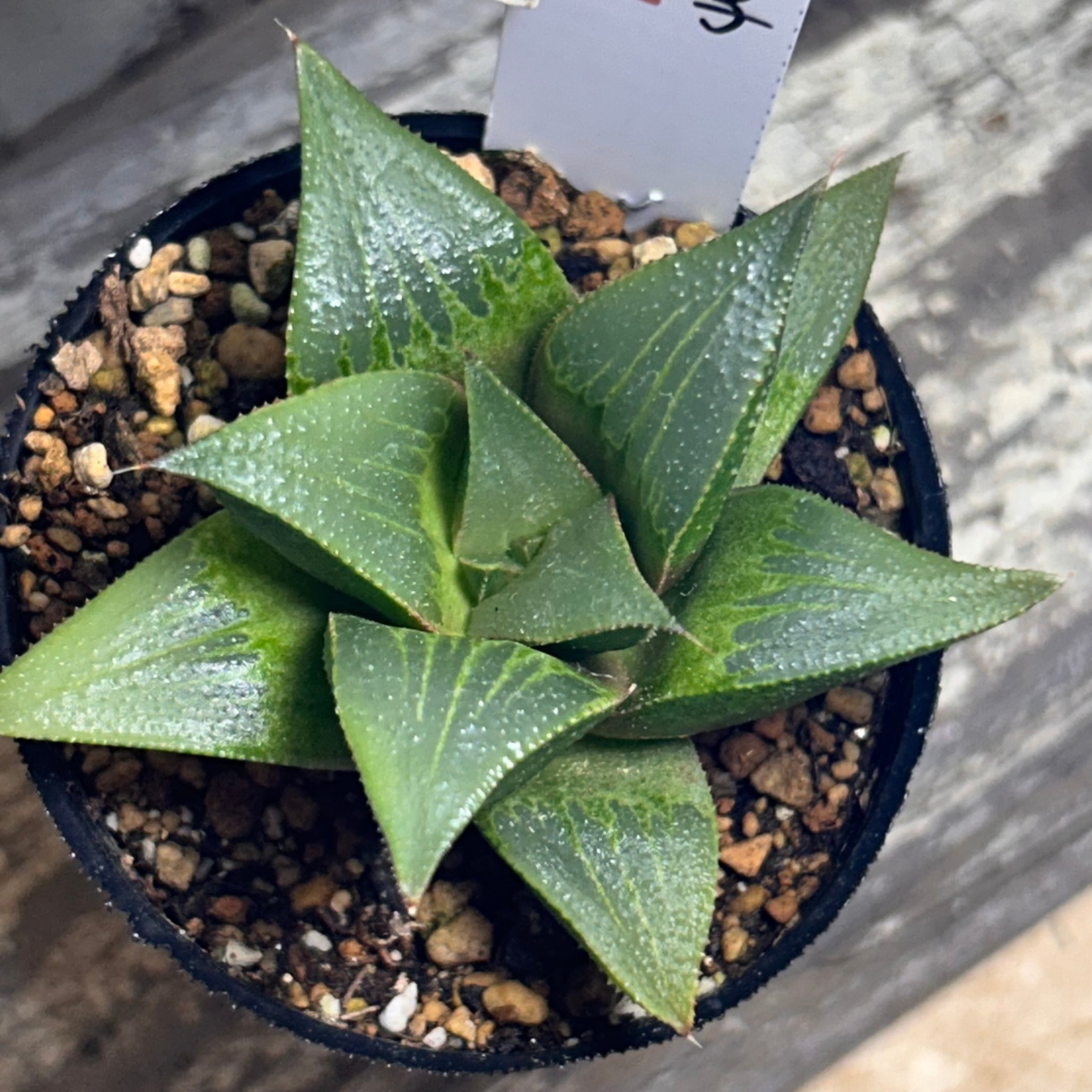 T)神楽獅子 ハオルチア | RuPo 多肉植物専門店