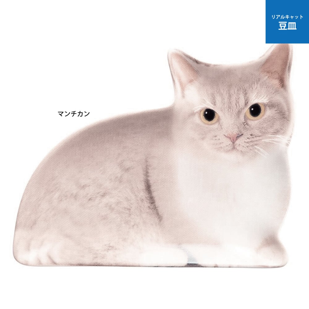 猫豆皿(リアルキャット豆皿)マンチカン