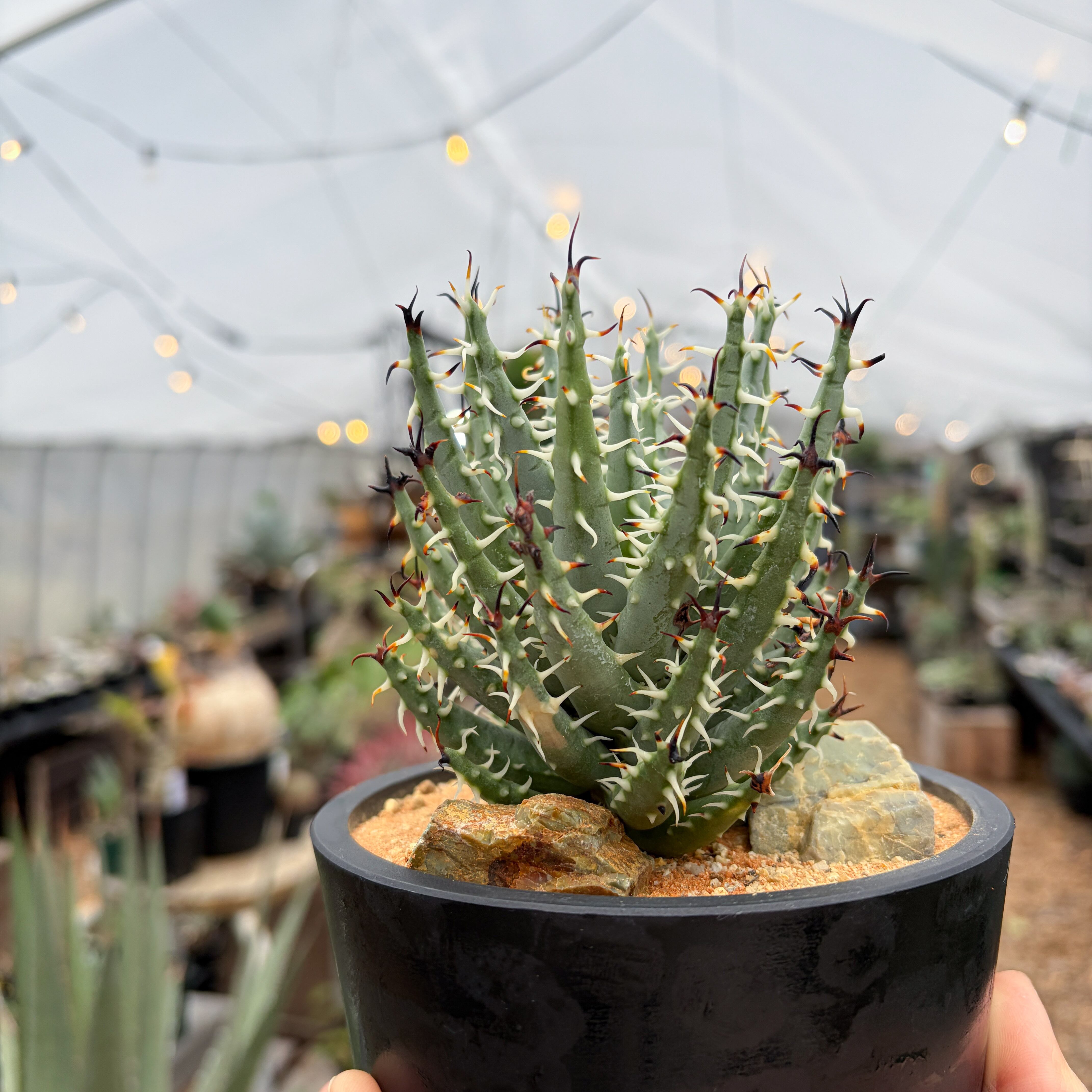 Aloe erinacea【アロエ・エリナケア】 | RIMO'S GREEN 【Saboten