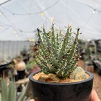 Aloe erinacea【アロエ・エリナケア】