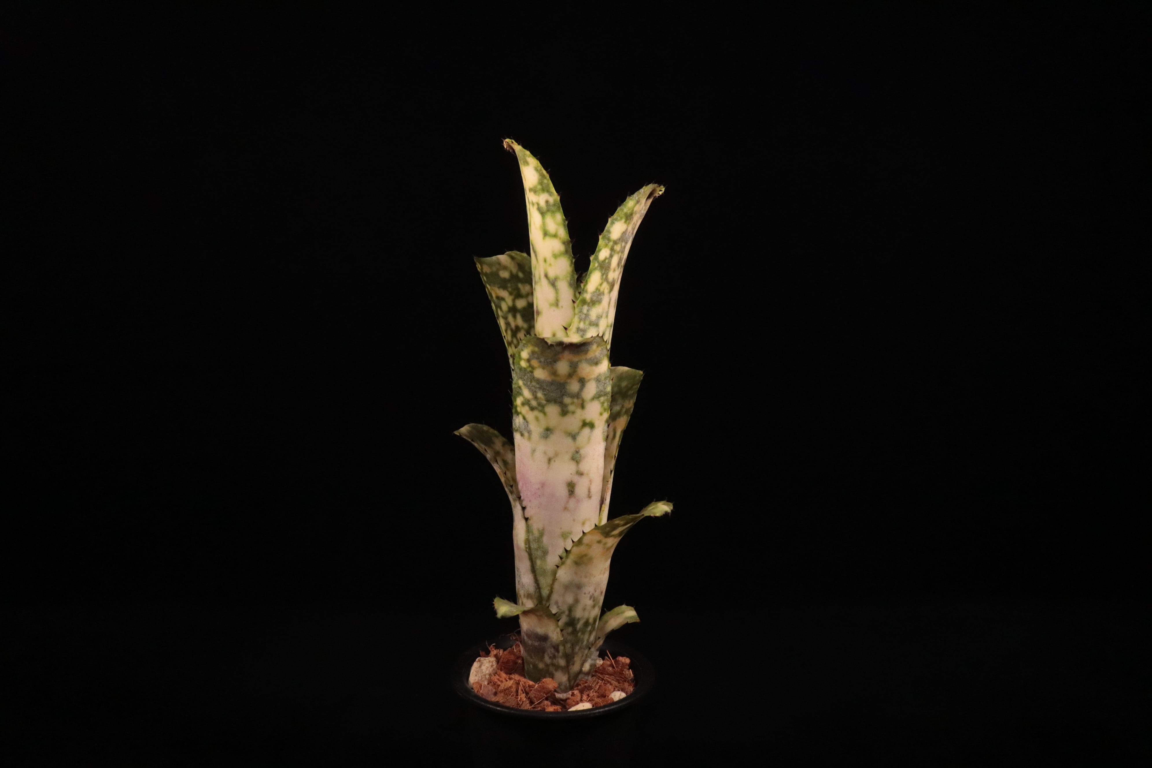 ブロメリア・エアープランツ Billbergia Talbot Len's Gem reserved】Billbergia 'Talbot Lens Gem'〔ビルベルギア〕現品発送