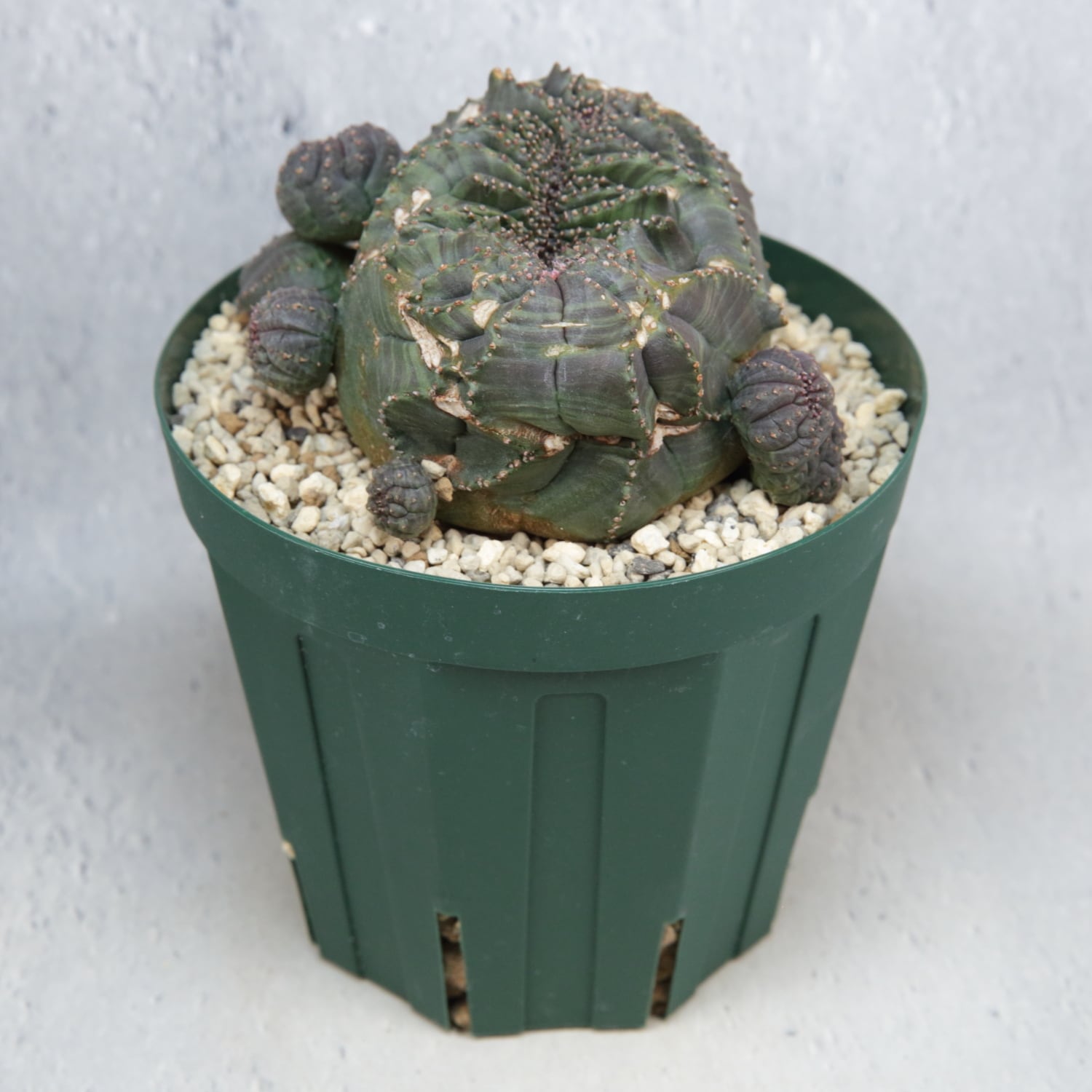 超厳選株】大株 親株 最大幅約 8cm 仔吹き 円扇綴化 オベサ