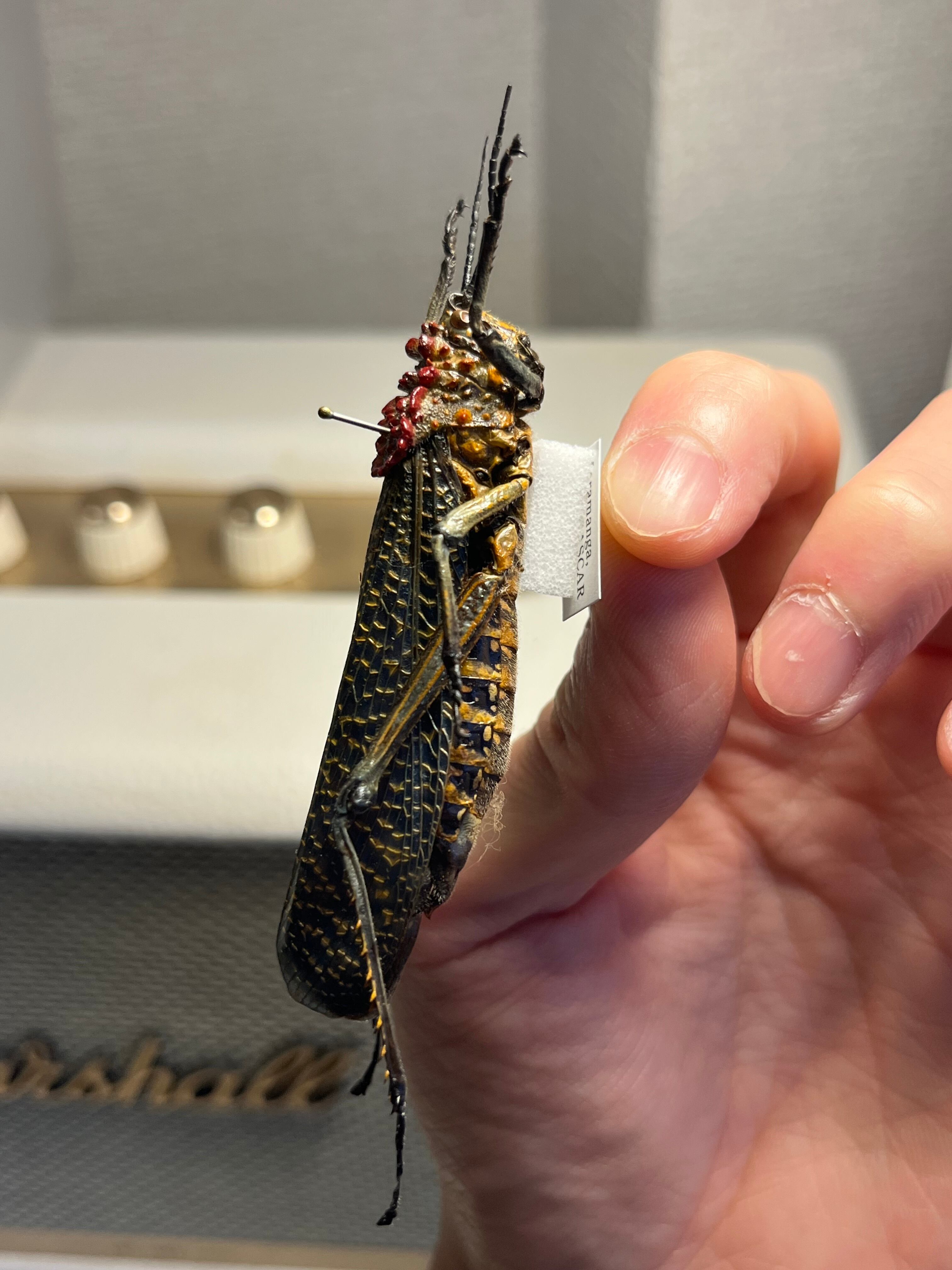 キマダラドクバッタ キリギリスコロギスリオック直翅類バッタカマキリ