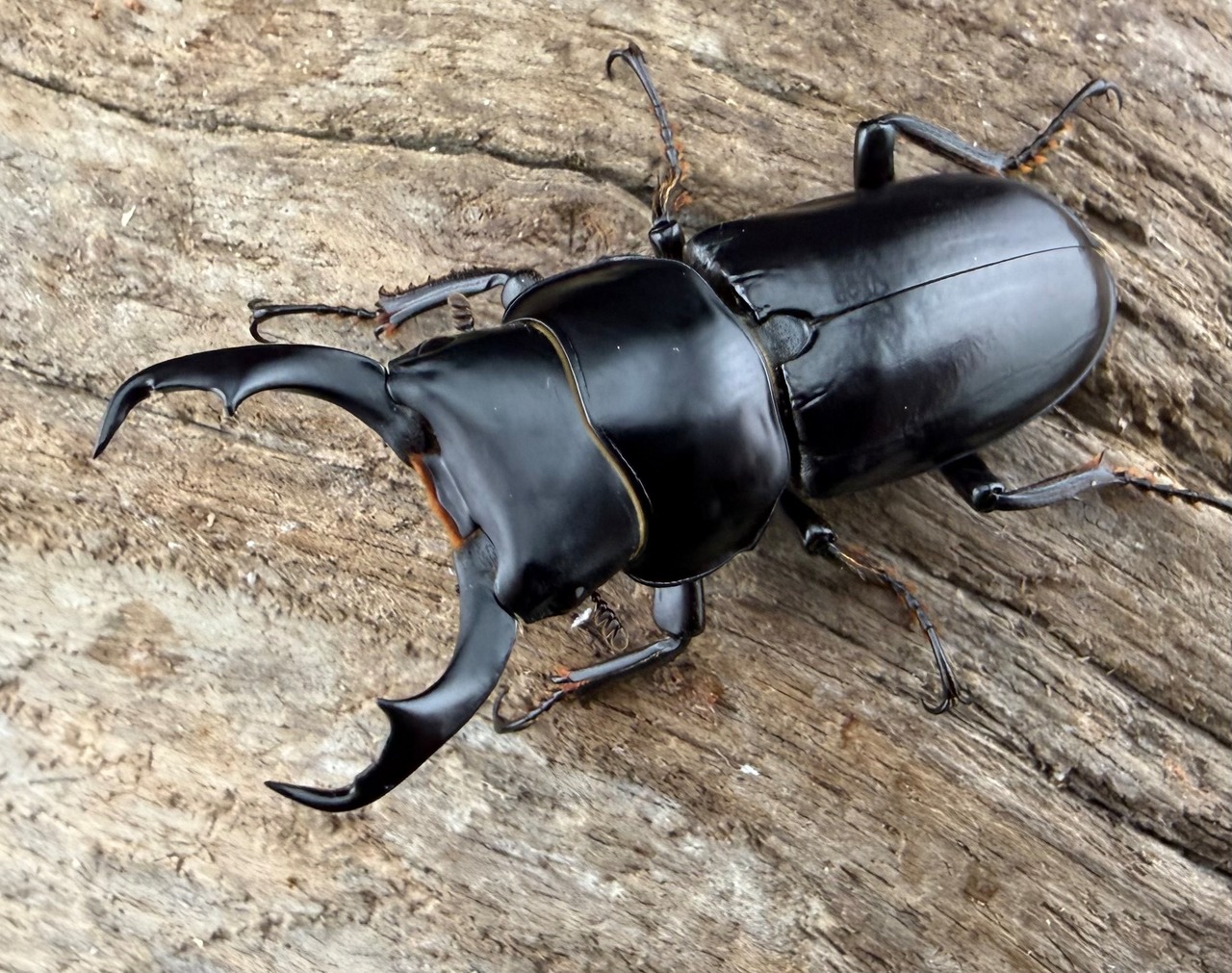 【WD】《ウォードコクワ チベット産 ブラックタイプ 43mm ペア》