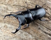 【WD】《ウォードコクワ チベット産 ブラックタイプ 43mm ペア》