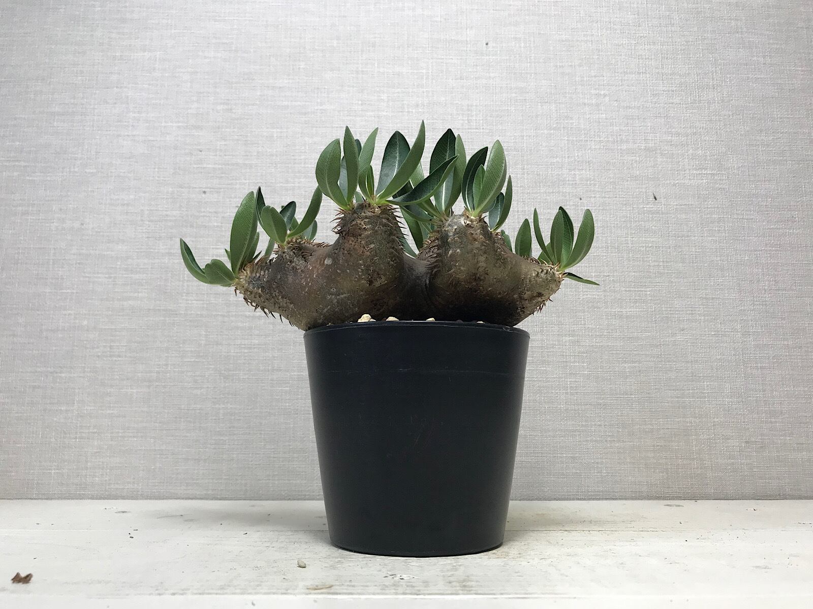 パキポディウム ブレビカリックス
