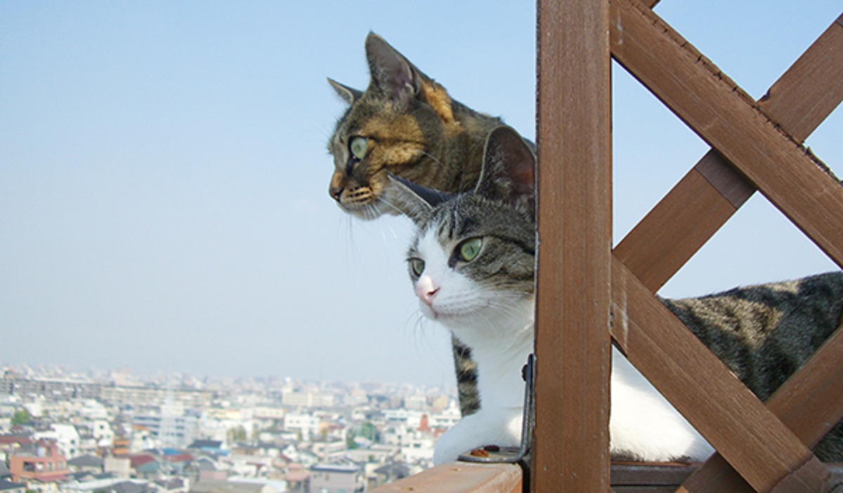 猫 ポストカード The Cat Who 青空cats 横顔 10x14 8センチ Cm 官製はがきサイズ 猫写真 はがき ねこ葉書 ネコハガキ Postcard Shop The Cat Who 猫雑貨 長崎の変グッズ Baseec