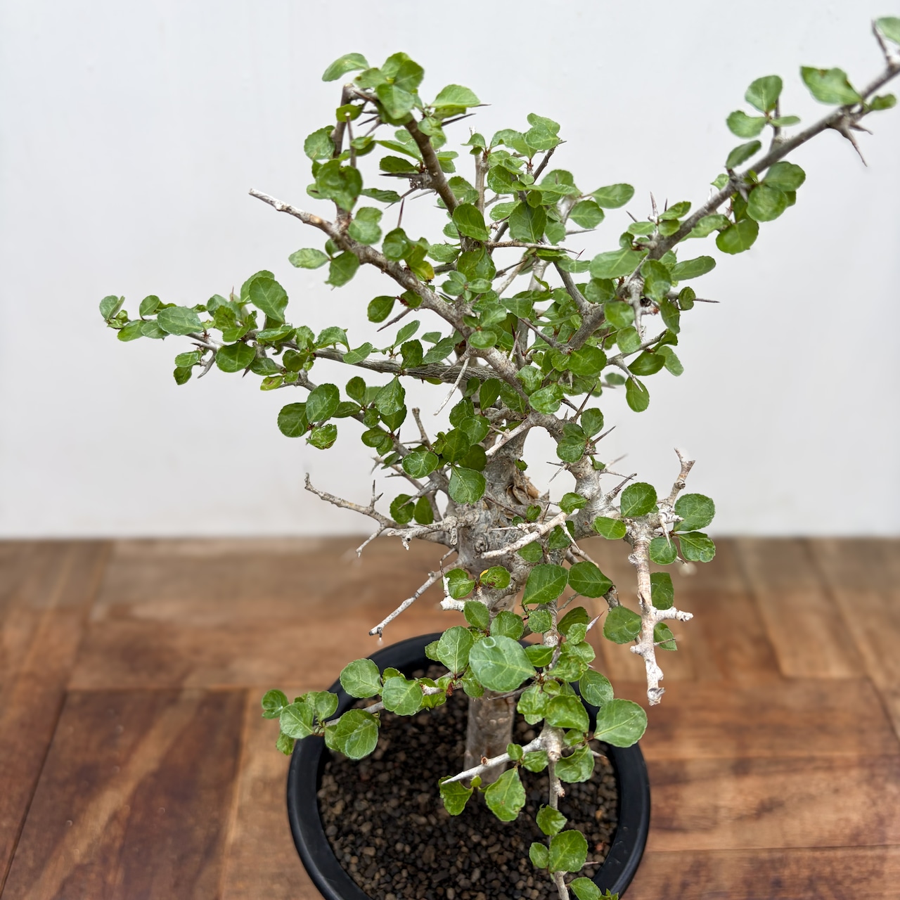 Commiphora orbicularis【コミフォラ・オルビクラリス】