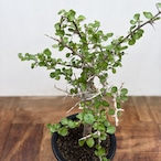 Commiphora orbicularis【コミフォラ・オルビクラリス】