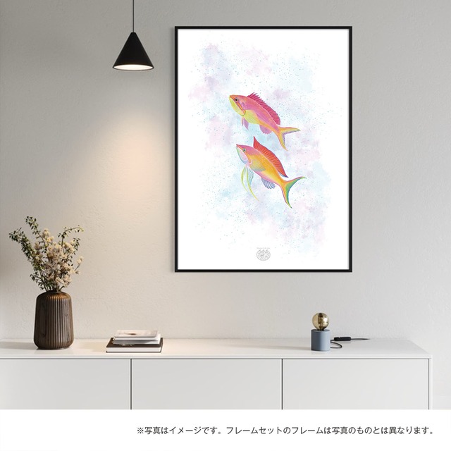 【海のいきものアートポスター／魚】アカネハナゴイ