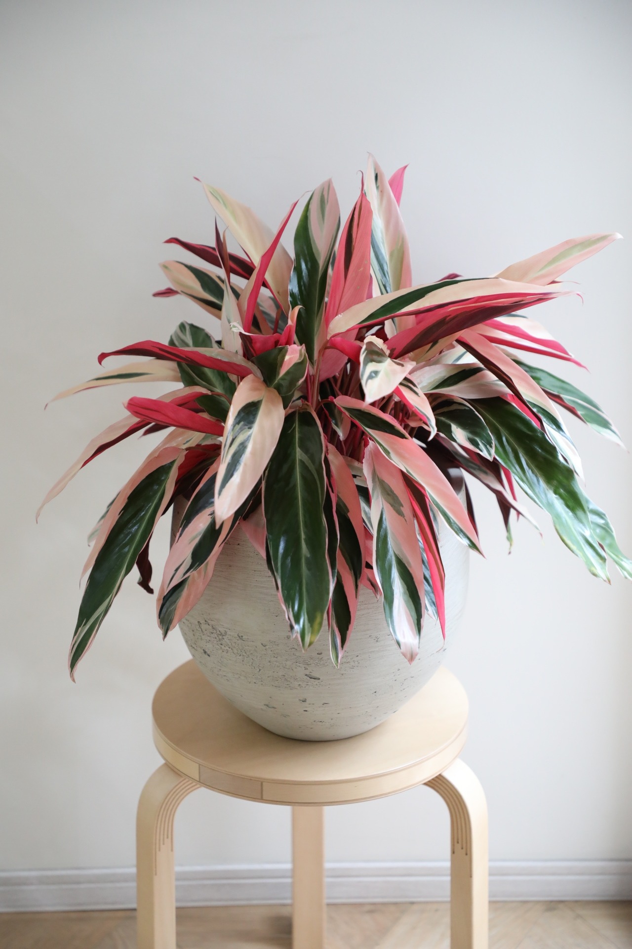 【M】カラテア トリオスター/Calathea