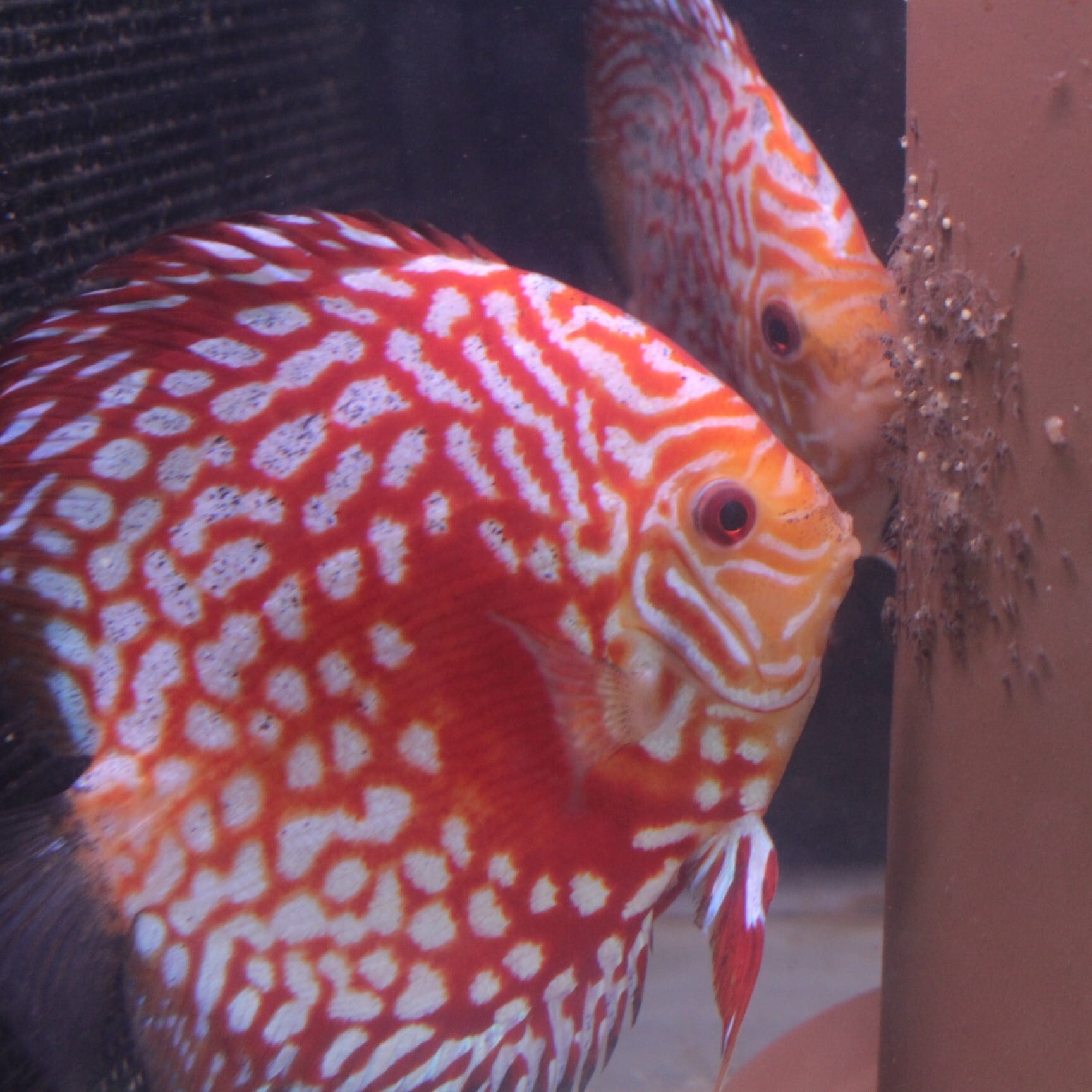 B-Collection ディスカス専門店 ディスカス通販