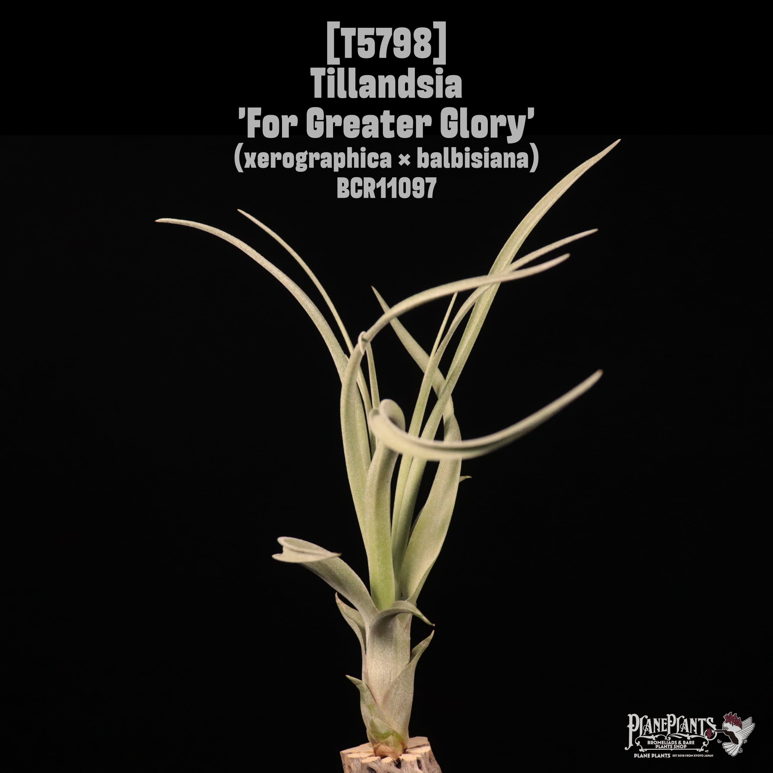 送料無料】WORLD OF TILLANDSIAS〔Picture book〕 | plane plants